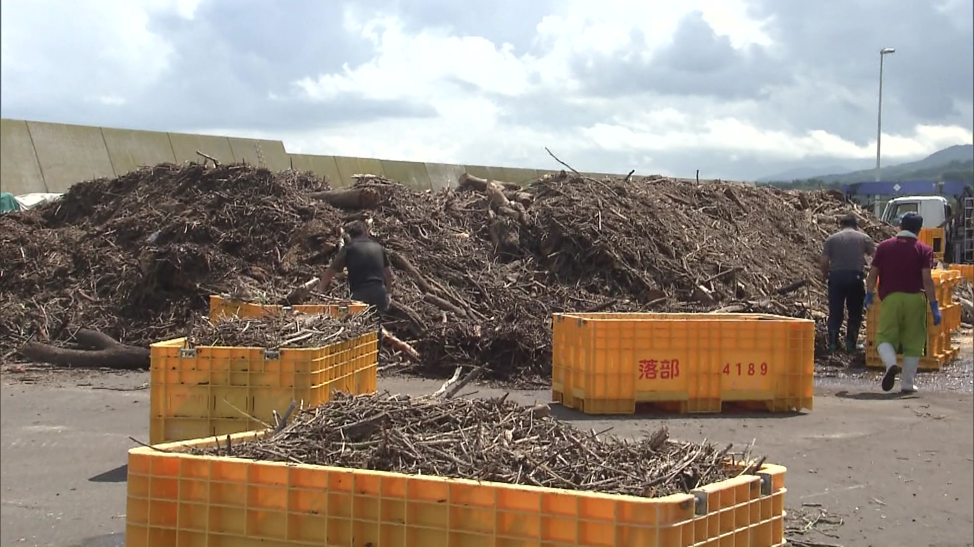 山のように積み上げられた流木