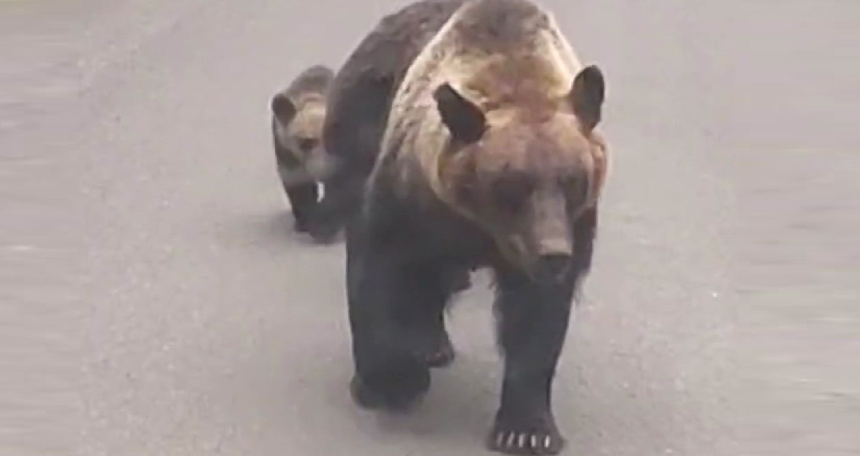 ヒグマの目撃が相次いでいた
