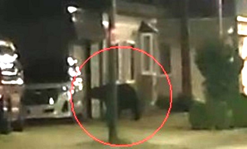 物色するかの様な仕草を見せるヒグマ（撮影：視聴者）