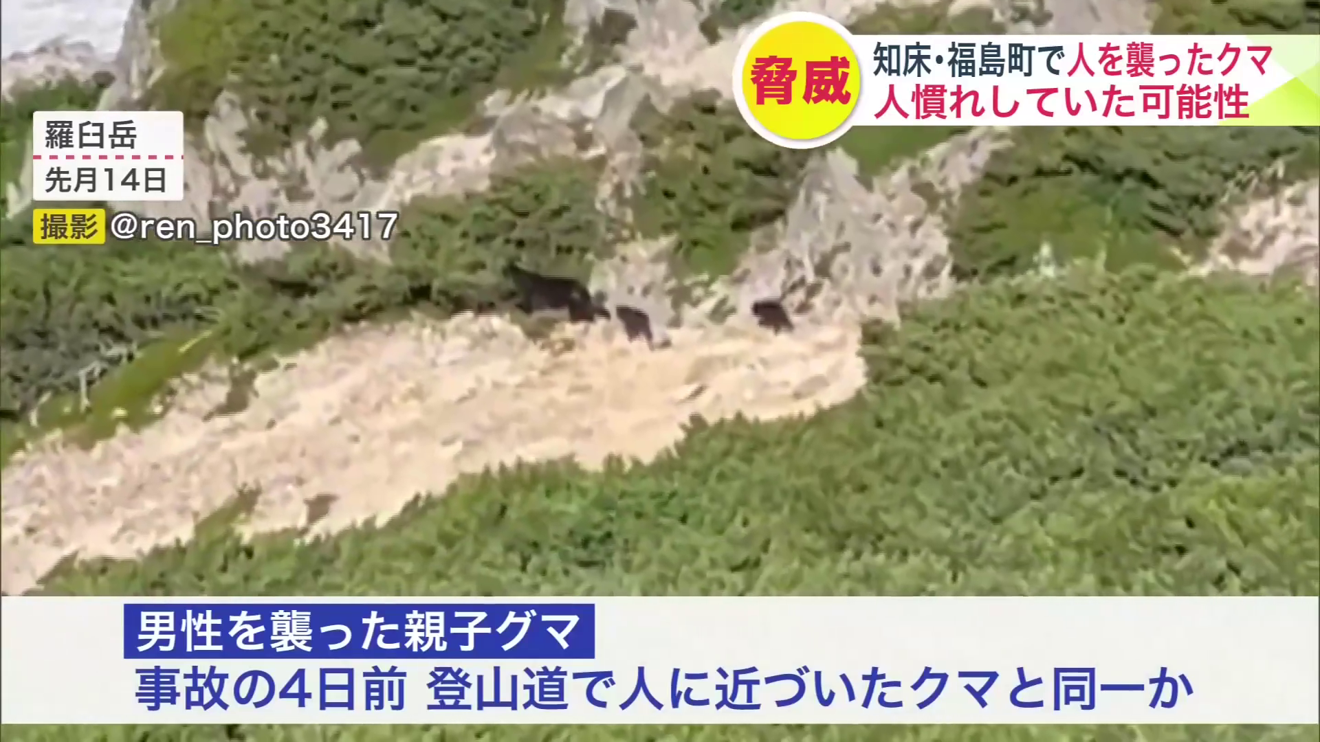 羅臼岳で7月14日に目撃された親子グマ（撮影：@ren_photo3417）