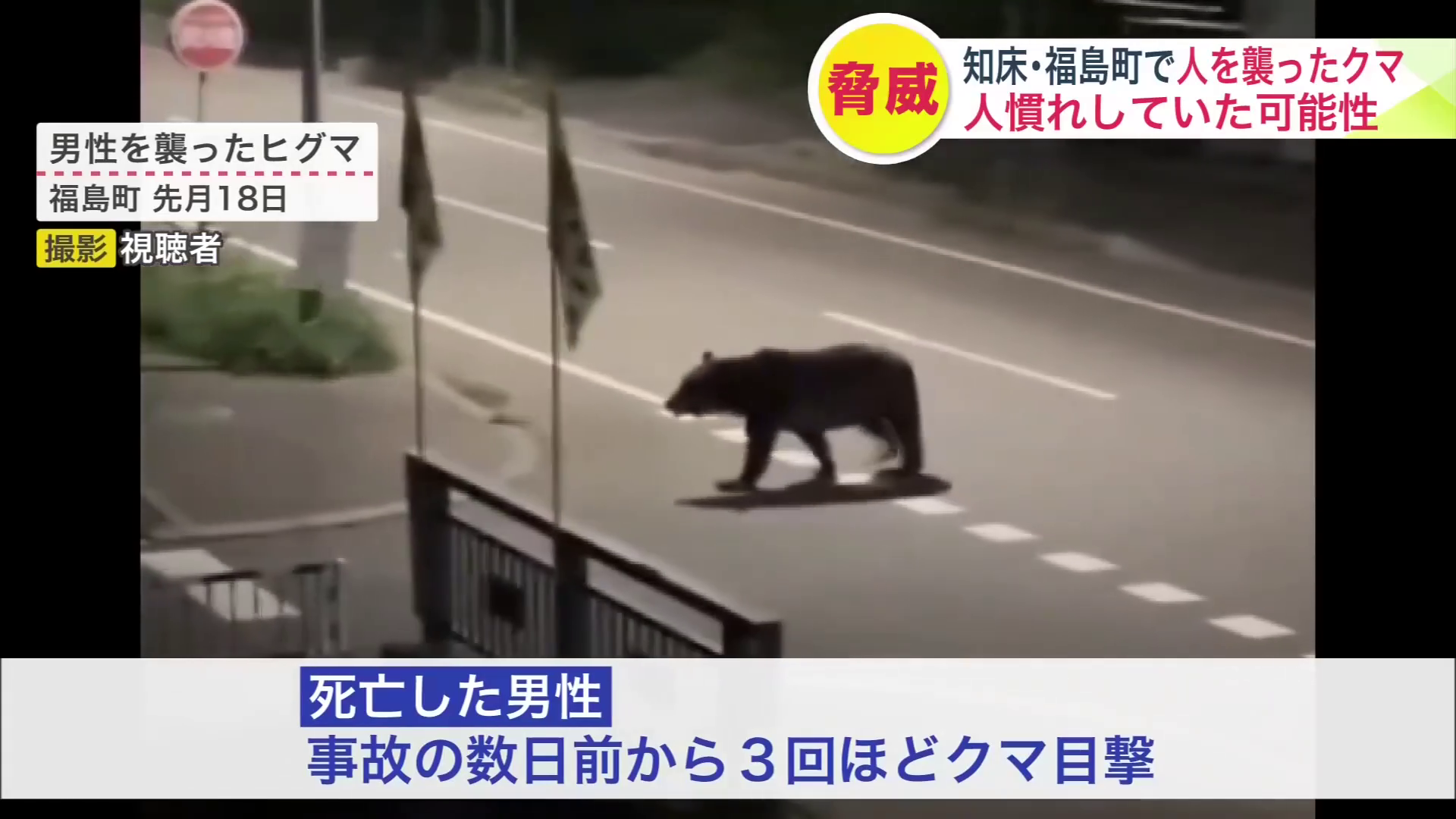 福島町で新聞配達中の男性を襲ったヒグマ（撮影：視聴者）