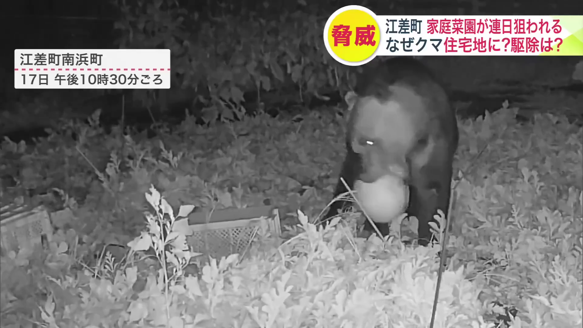 江差町南浜町で家庭菜園のスイカを食い荒らすクマ