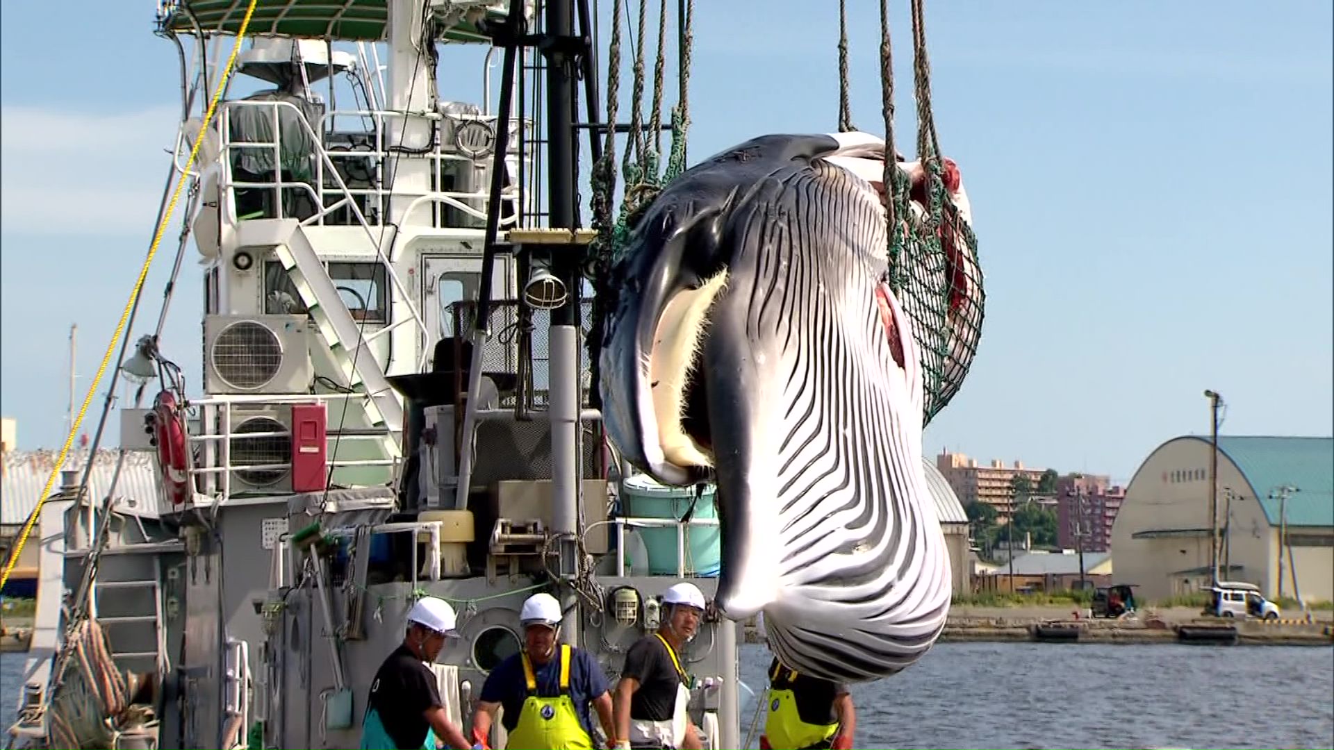 初水揚げされたミンククジラ