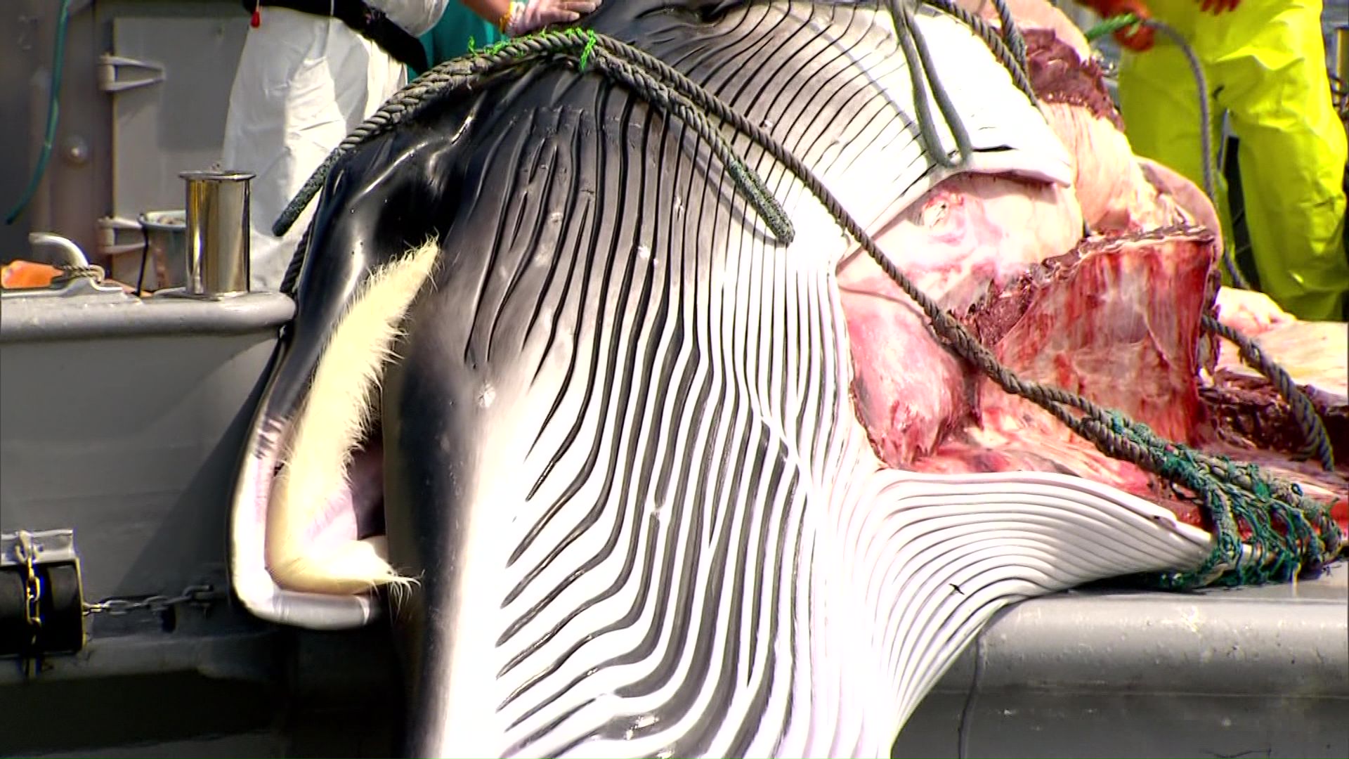 体長7.9メートル、重さ5.4トンのメス