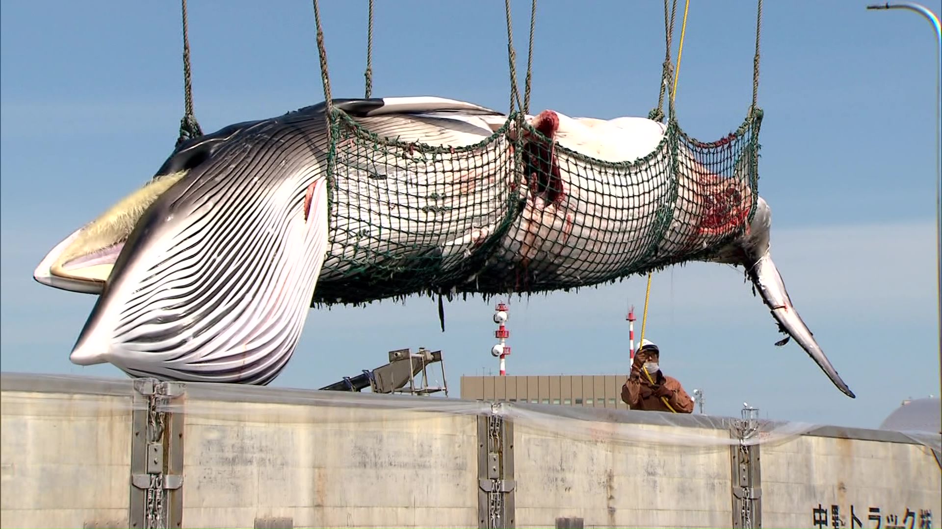 市内の鮮魚店などで販売予定