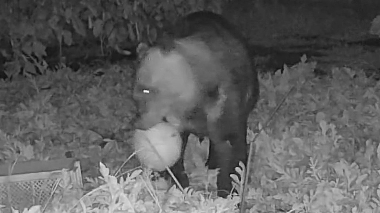 江差町南浜町で家庭菜園のスイカを食い荒らすクマ