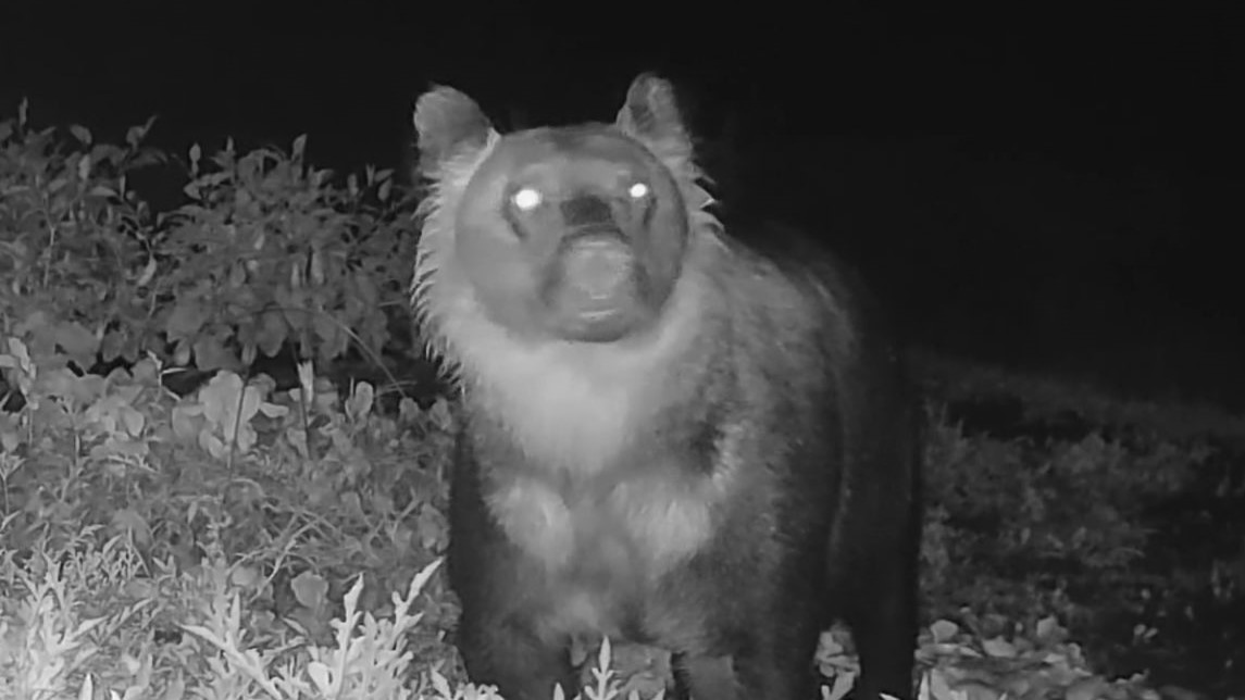 江差町柳崎町の家庭菜園にもクマが出没