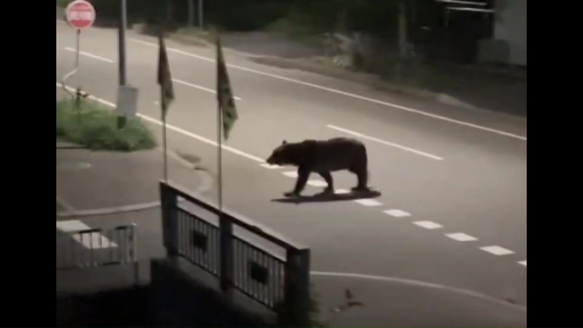 7月に福島町で男性を襲ったクマ(撮影:視聴者)