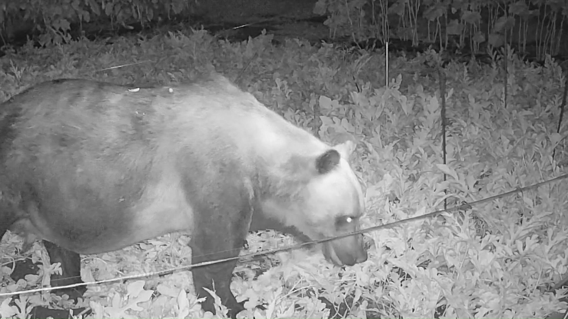 家庭菜園を荒らすクマ