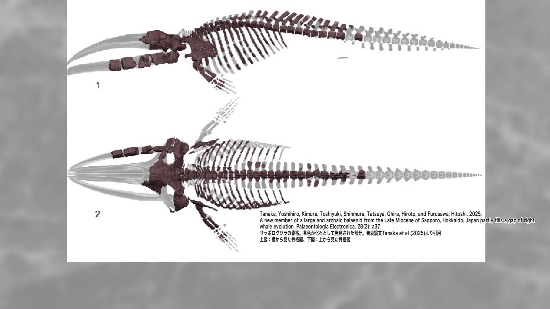 目や耳などの骨の形状が他のセミクジラとは異なっていた