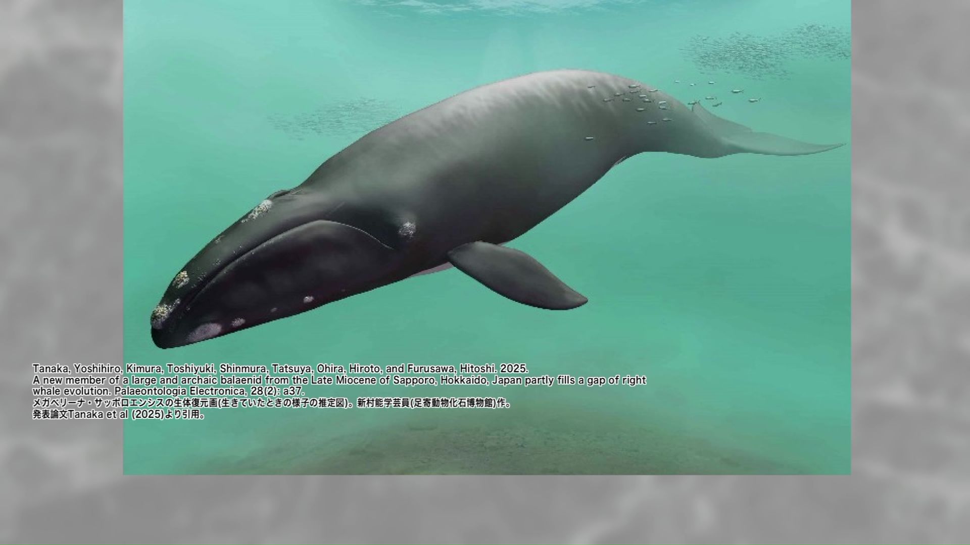 和名は「サッポロクジラ」