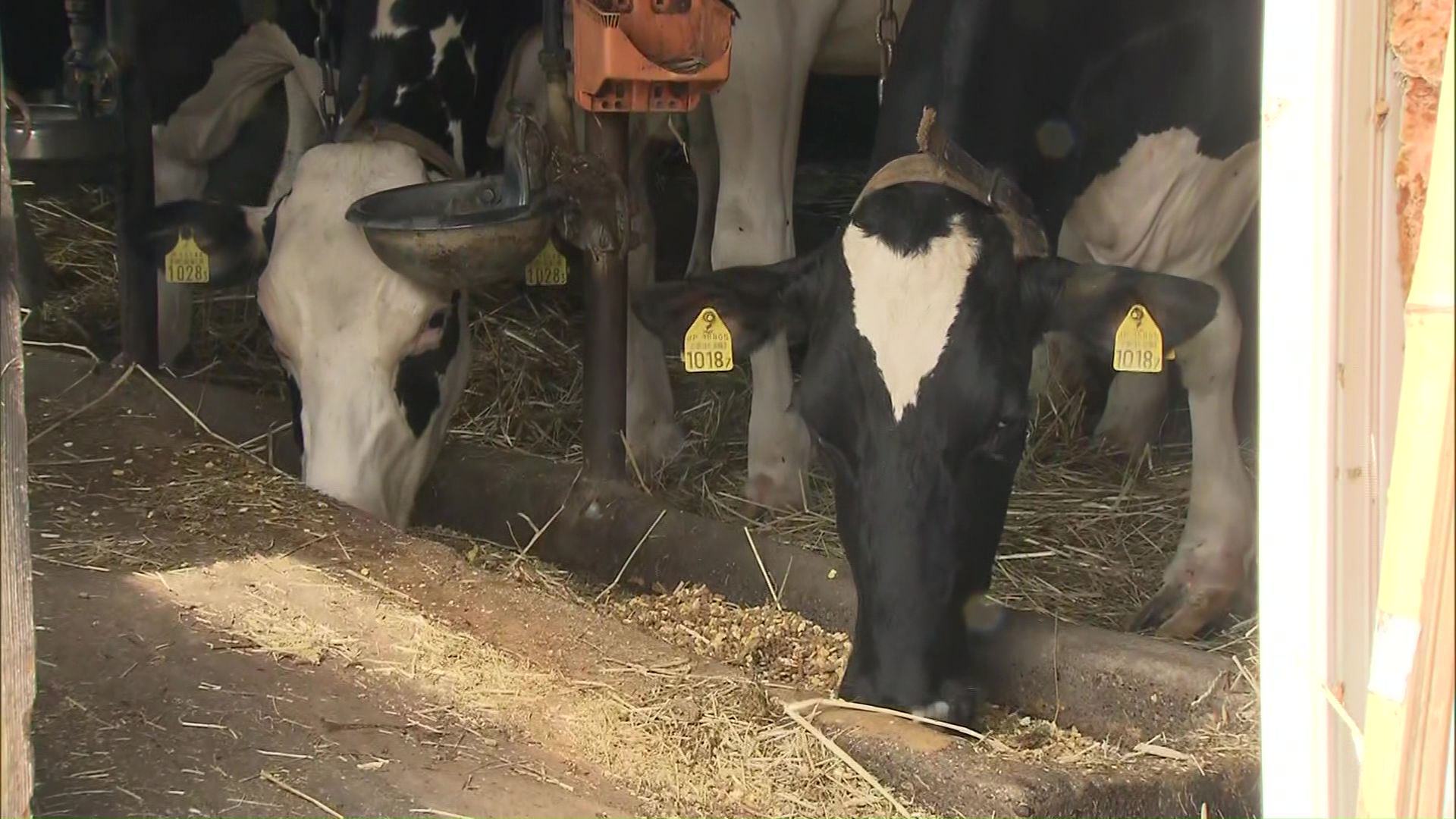 牧草の影響で牛乳の生産量が減る可能性も