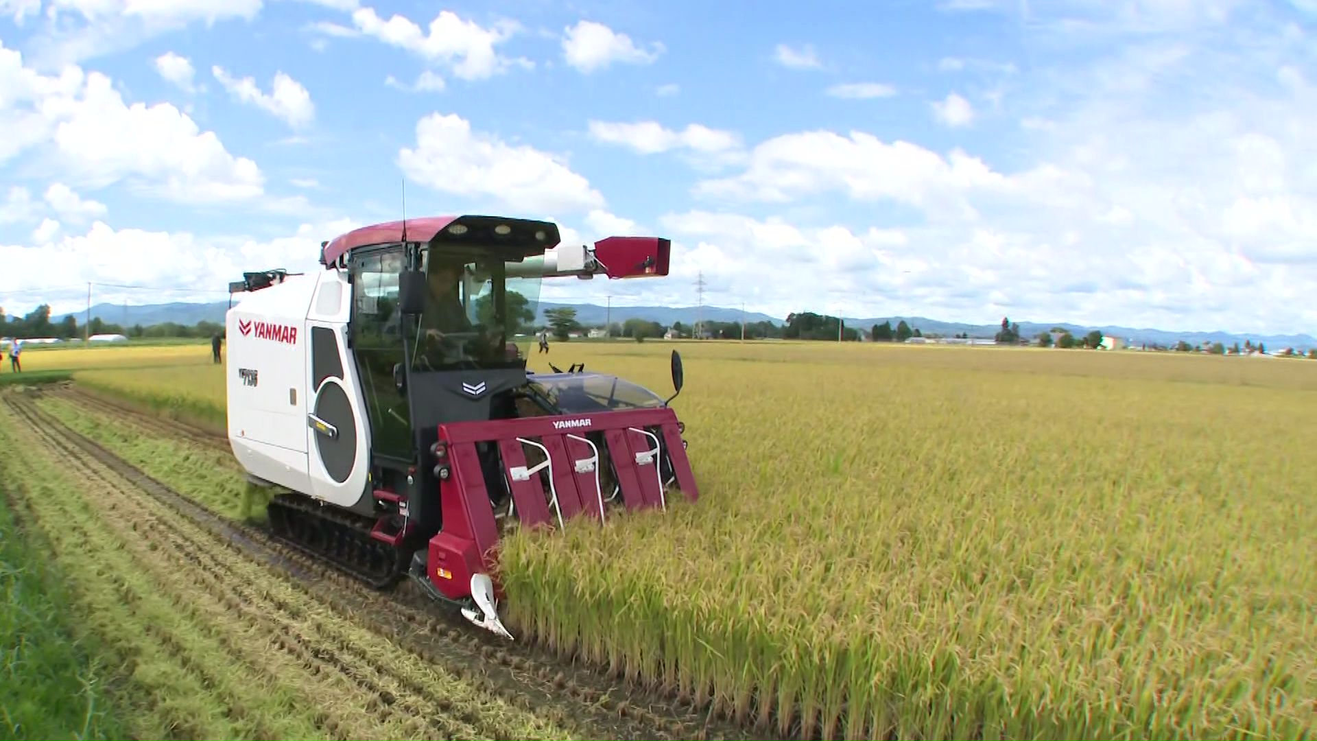 新米の刈り入れが始まった東川町