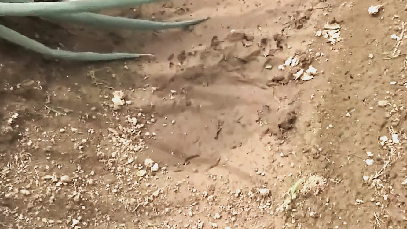 みつかったクマの足跡