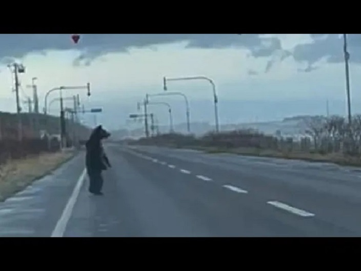 ヒグマよ　海を見つめ何を思う…