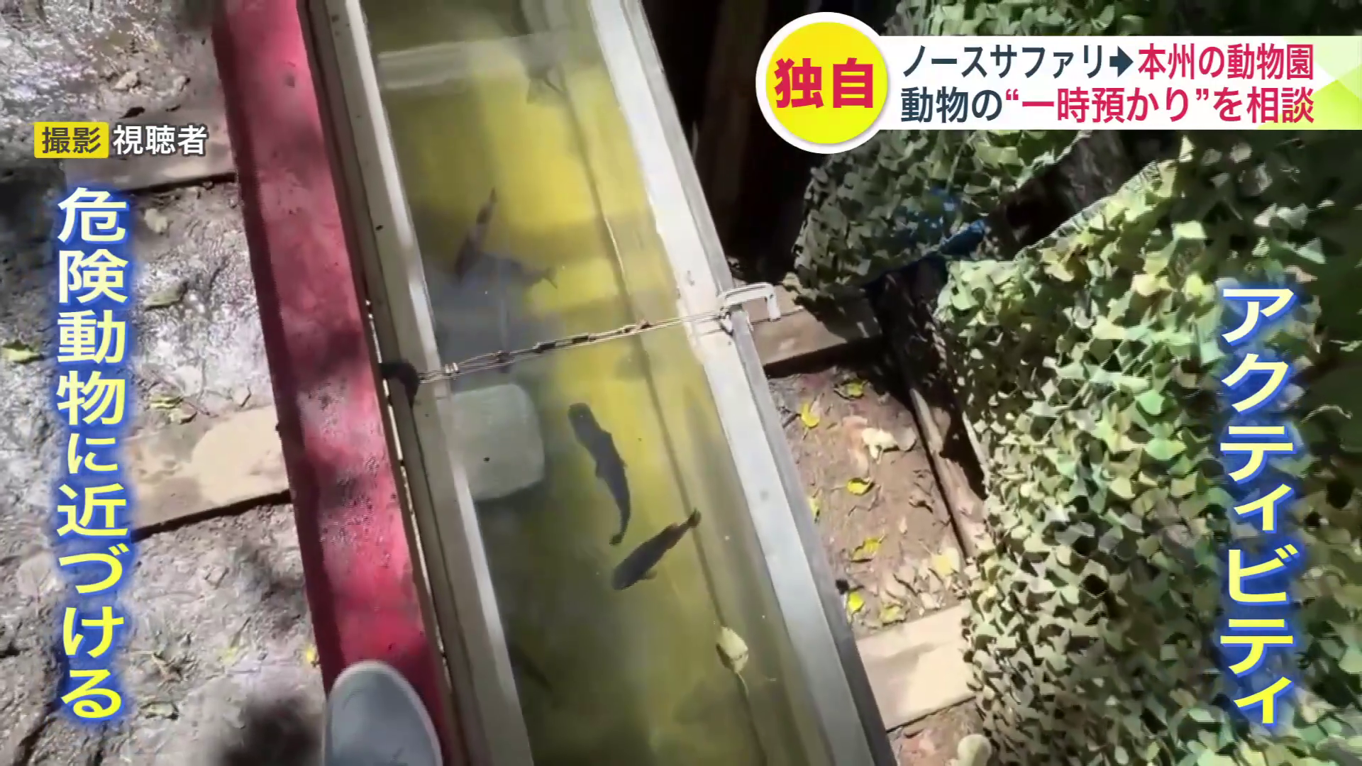 ピラニアに近づけるアクティビティ（撮影：視聴者）