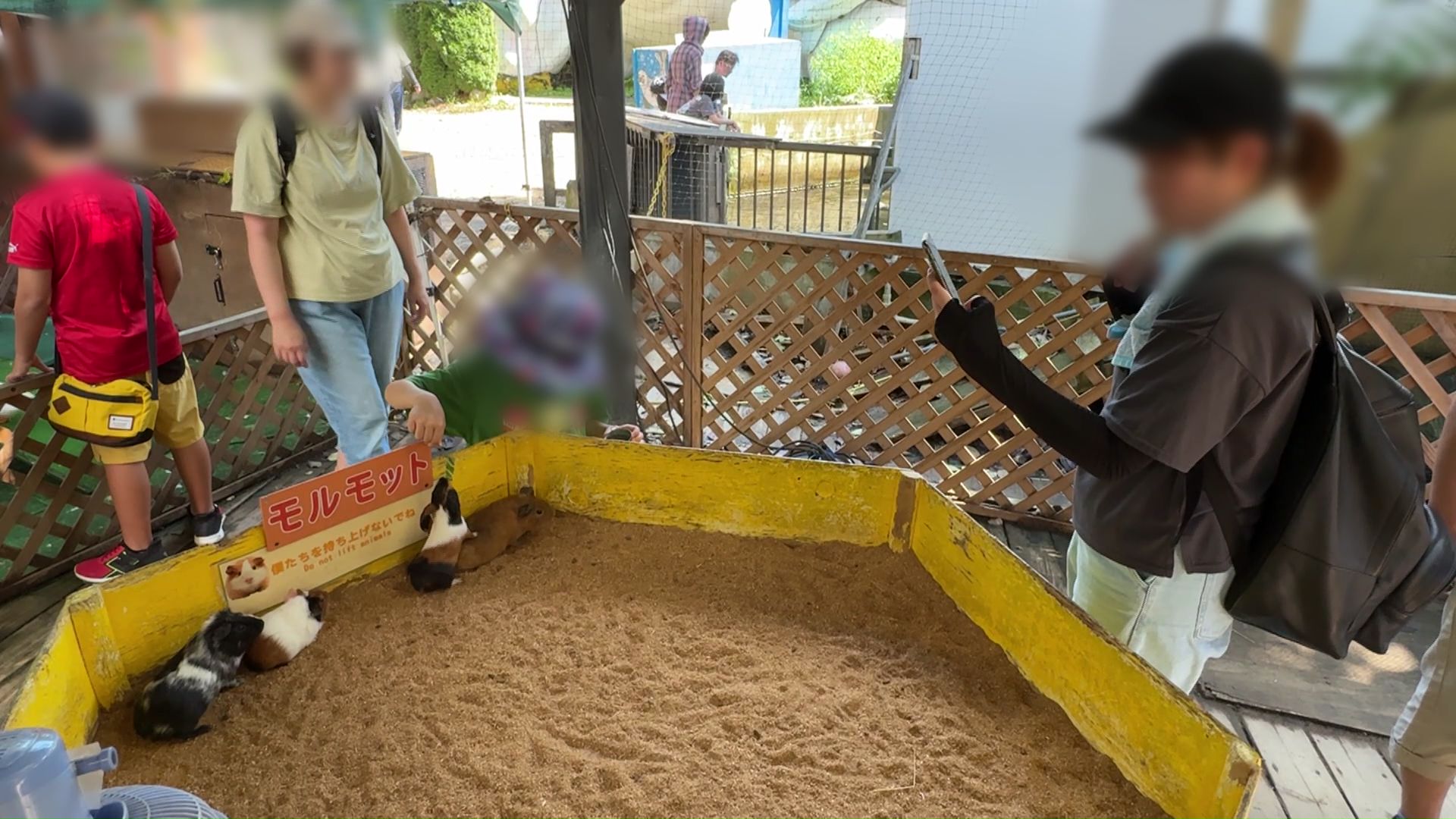 ノースサファリ内のモルモット(撮影:視聴者)