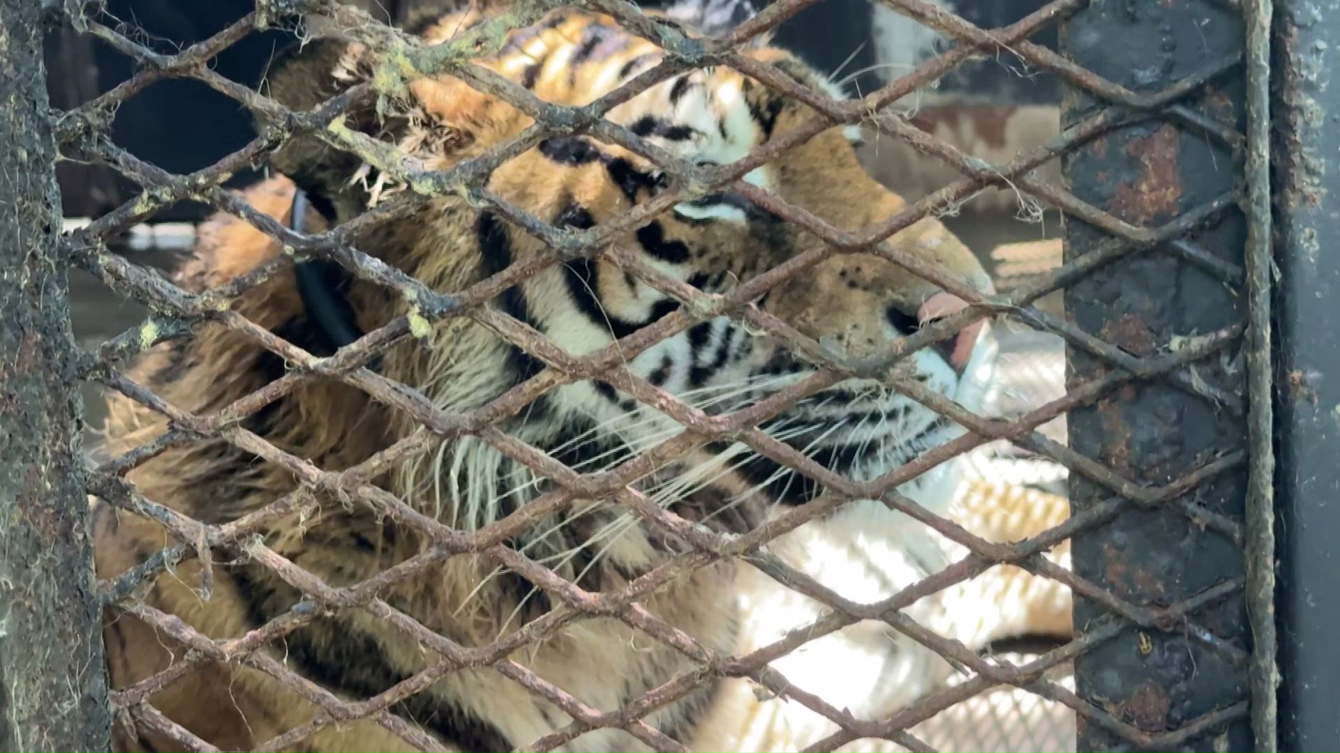 振り回される動物たち（撮影：視聴者）