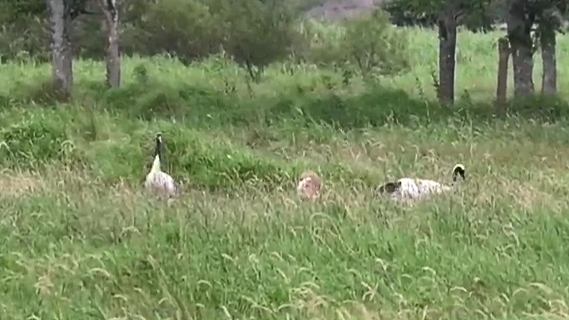 特別天然記念物タンチョウなどへの影響が懸念（提供：猛禽類医学研究所）
