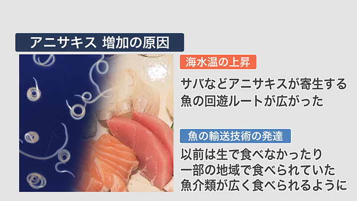 アニサキス 増加の原因