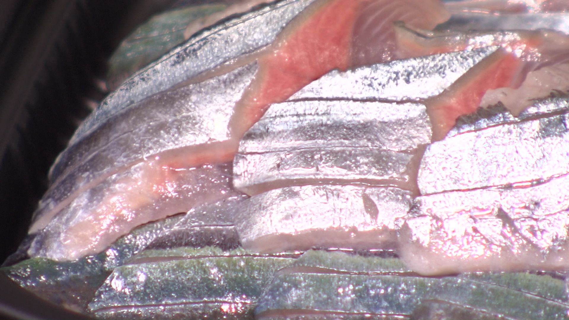 脂が乗りキラキラと輝いているサンマ