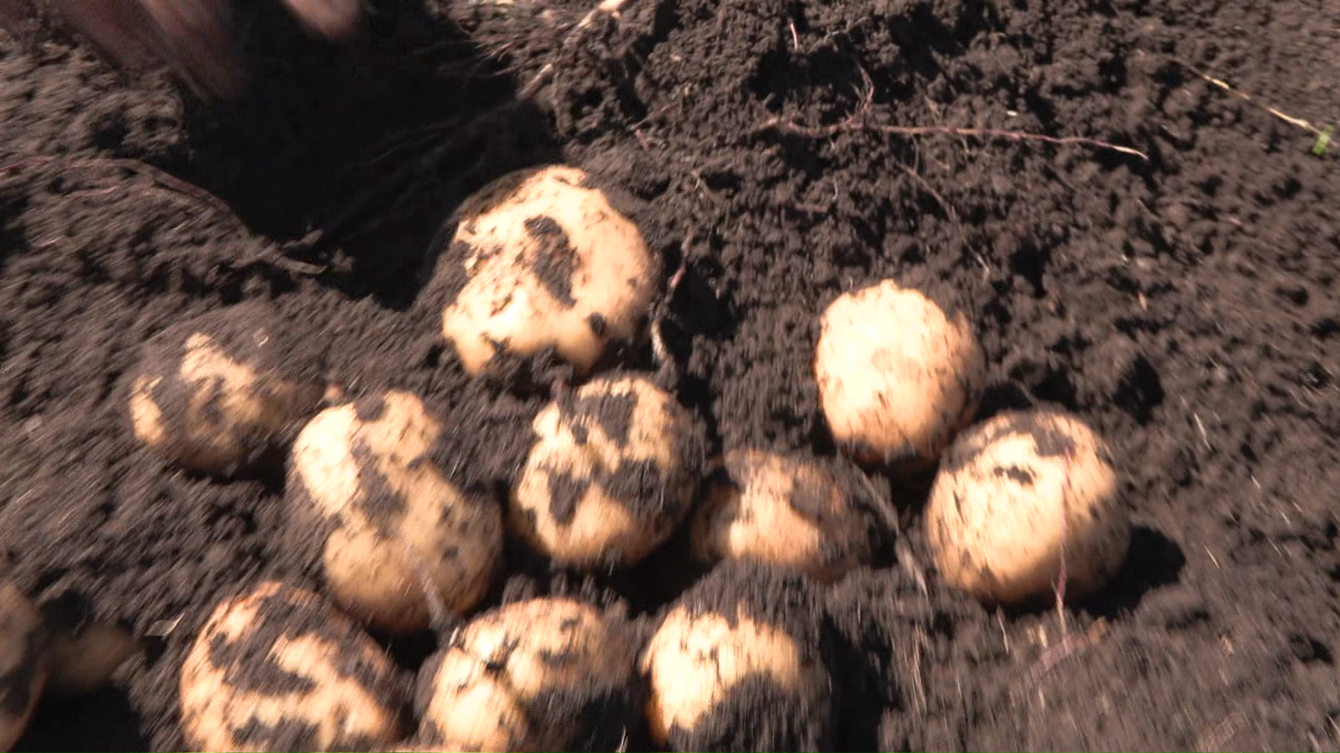 ジャガイモはサイズが小さく玉数も少ないので収穫量が落ちている