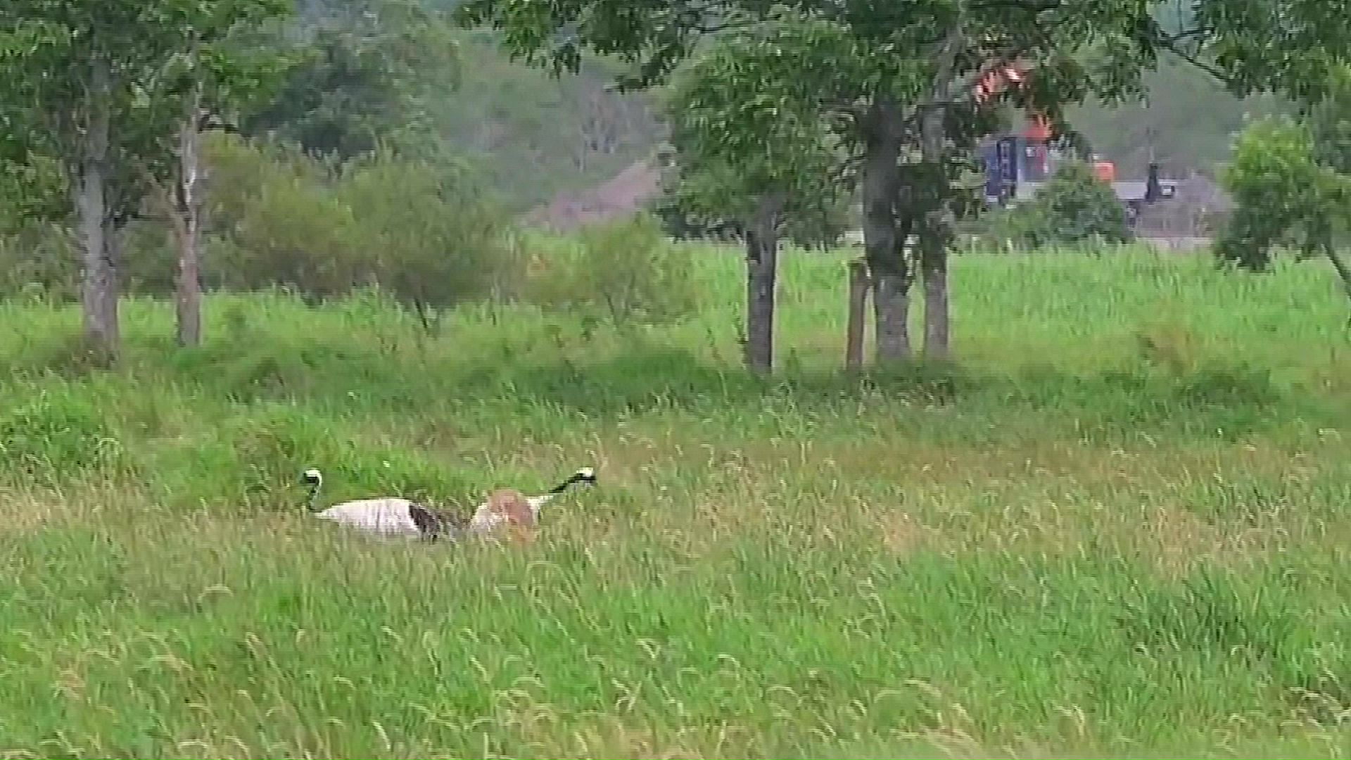 タンチョウの親子の背後ではダンプカーが…(提供:猛禽類医学研究所)