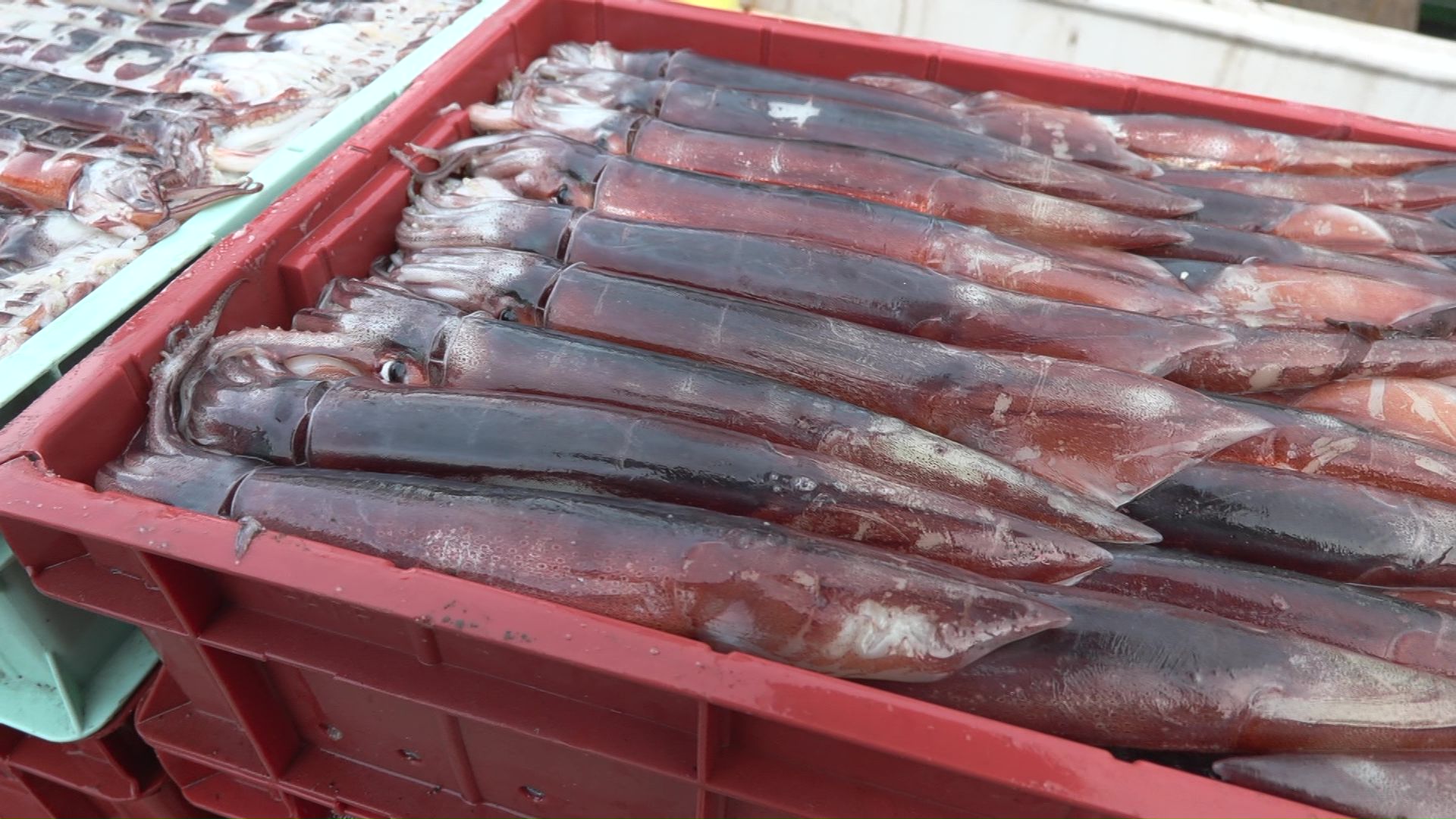 水揚げされたイカ