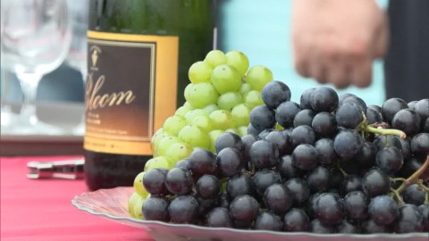 今年は上質なワインが期待できるとのこと