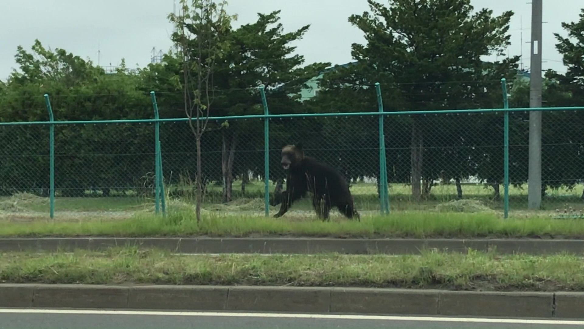 市街地に出没したクマを猟銃駆除できる“緊急銃猟”約2900万円を計上(資料)
