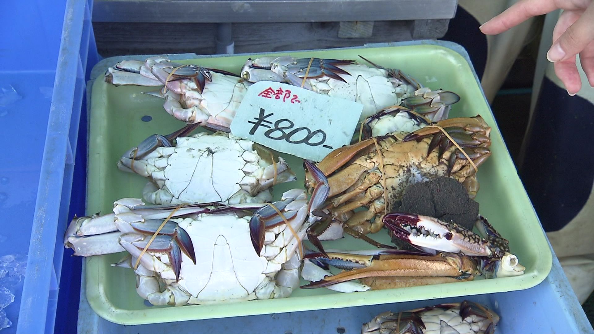 ワタリガニ 6個で800円