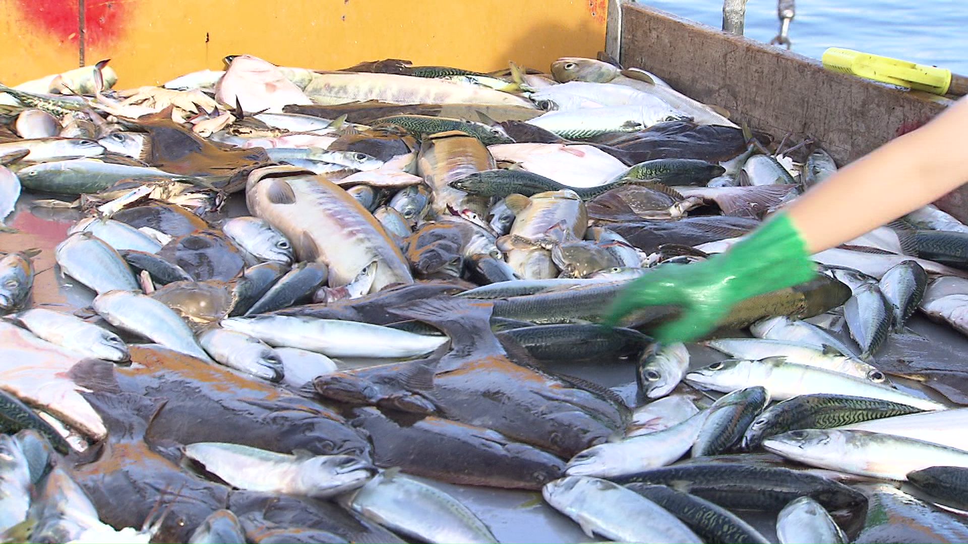 秋サケの水揚げが始まった厚田漁港