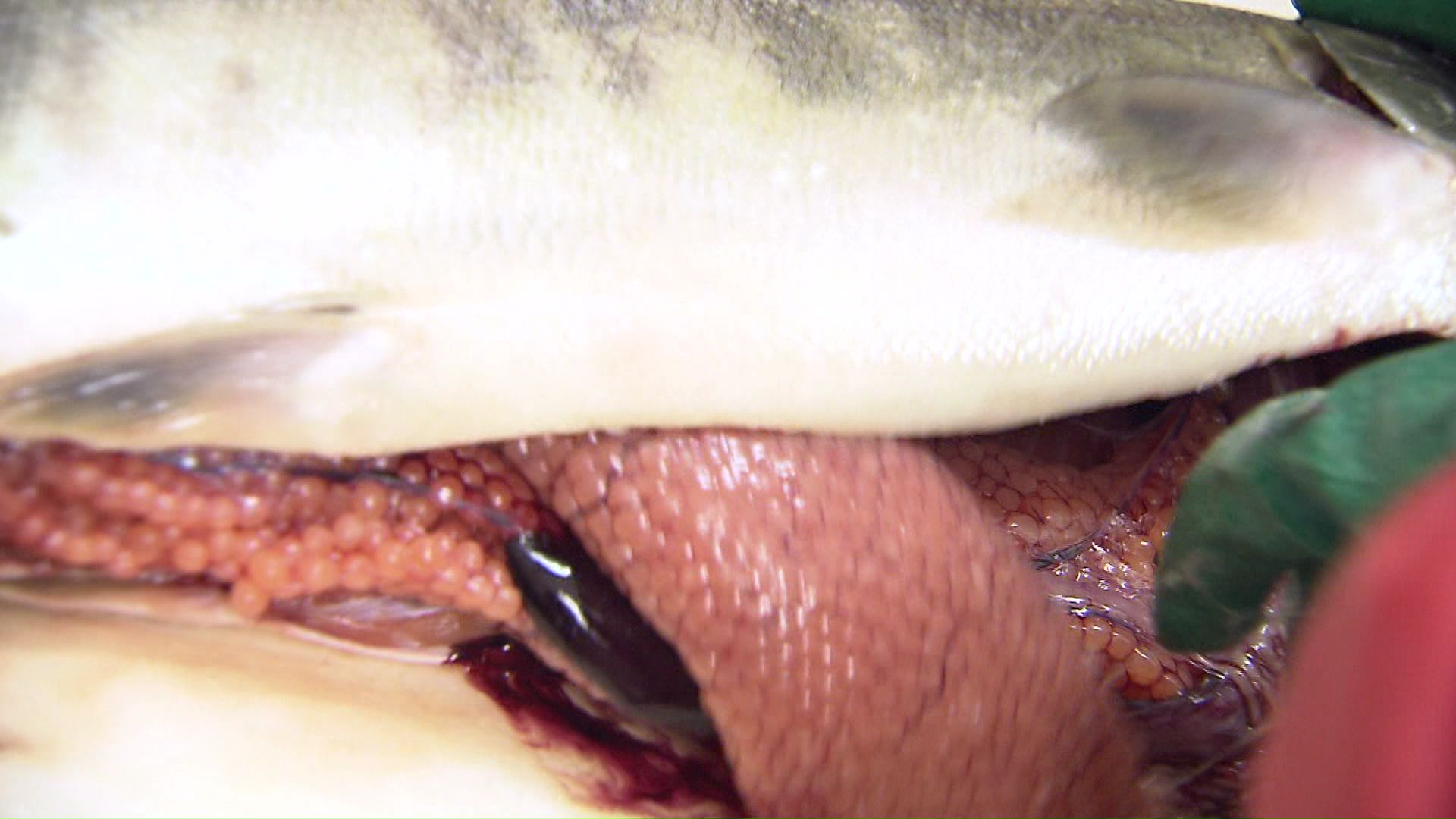 サケの中には筋子がたっぷり