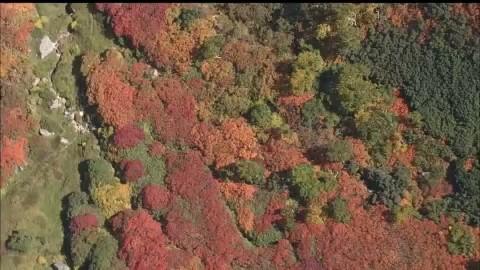 黒岳は7合目付近まで紅葉が進む