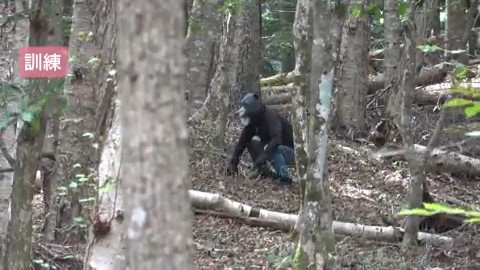 警察官扮するクマが徐々に接近