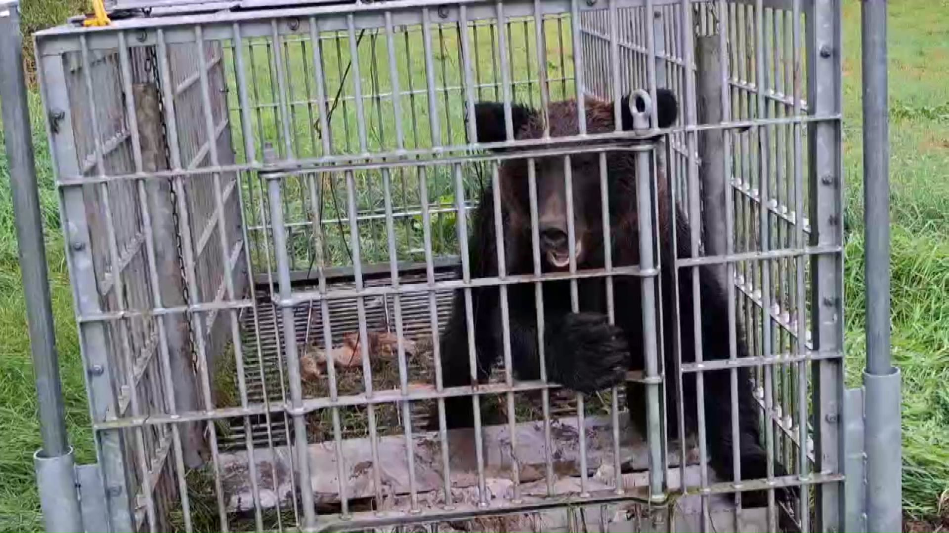 砂川市で捕獲されたクマ(提供:北海道猟友会砂川支部)