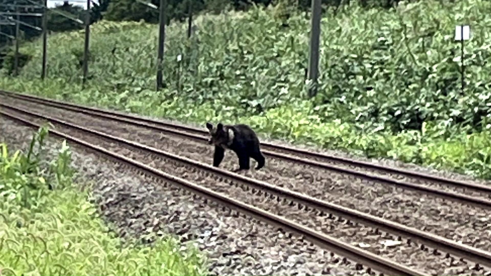 砂川市で相次ぐクマの出没（撮影：視聴者）