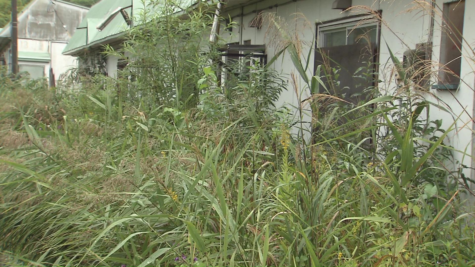 公営住宅の近くにはクマが隠れられるような草むらが