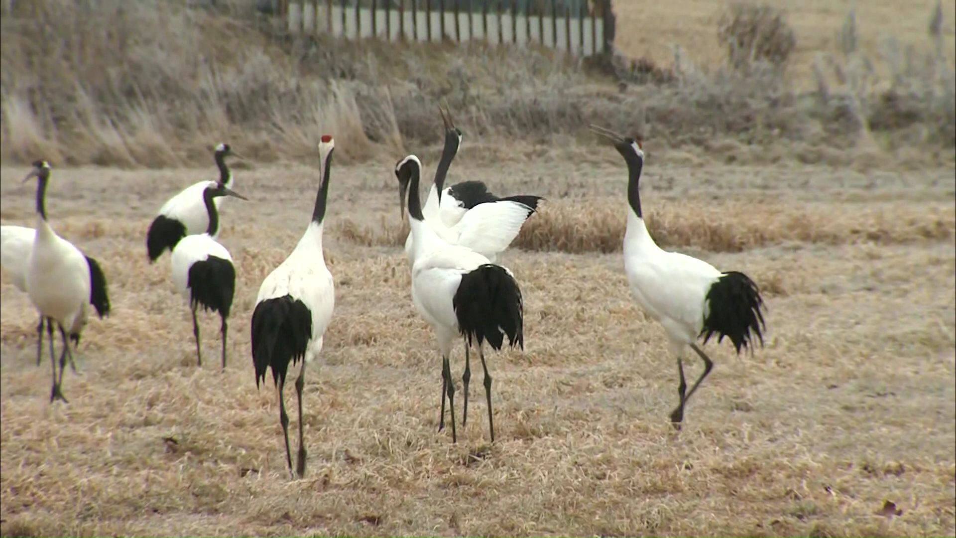 隣まちの鶴居村でもメガソーラーの影響が
