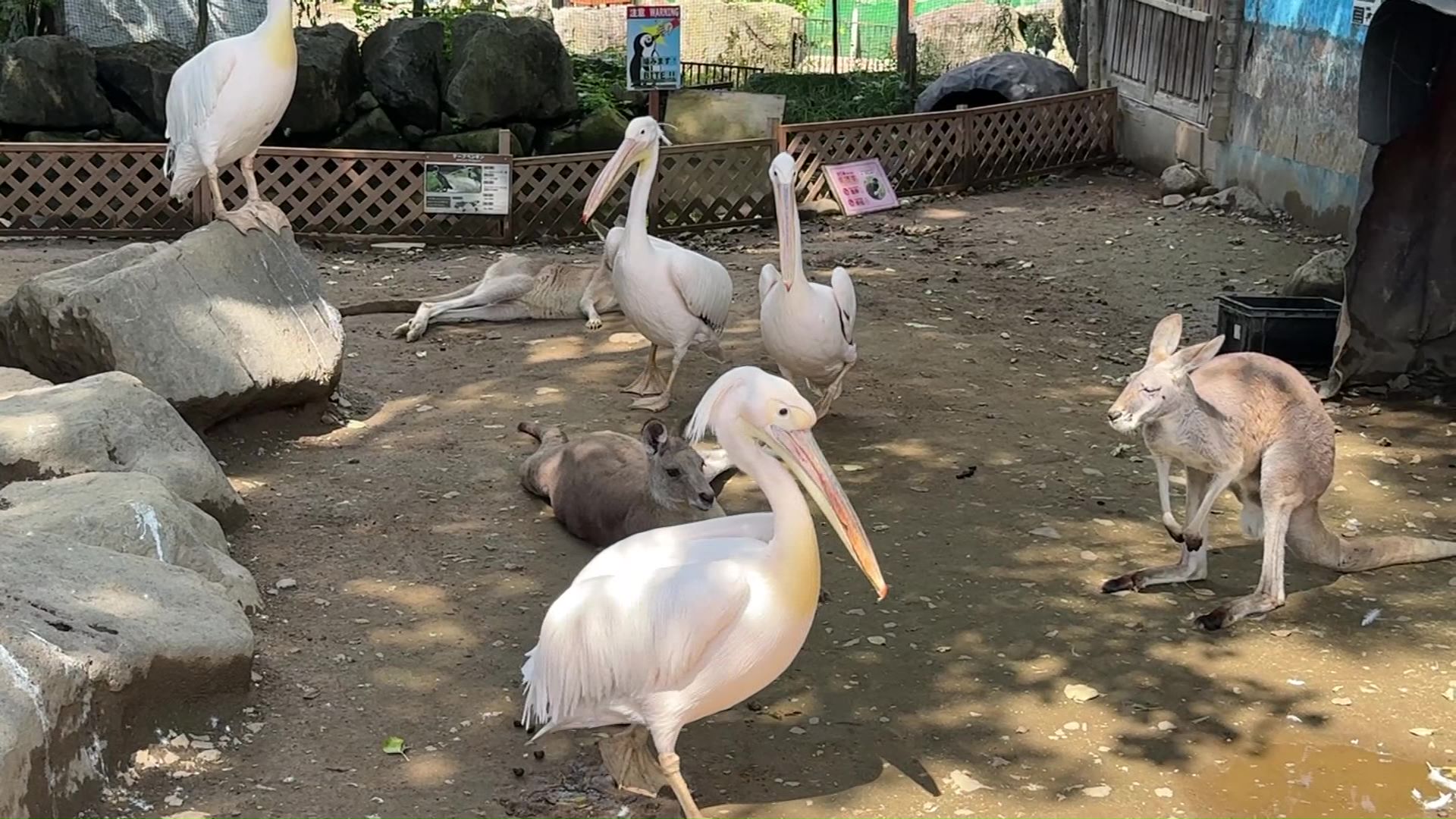 動物の移転の課題も(撮影:視聴者)