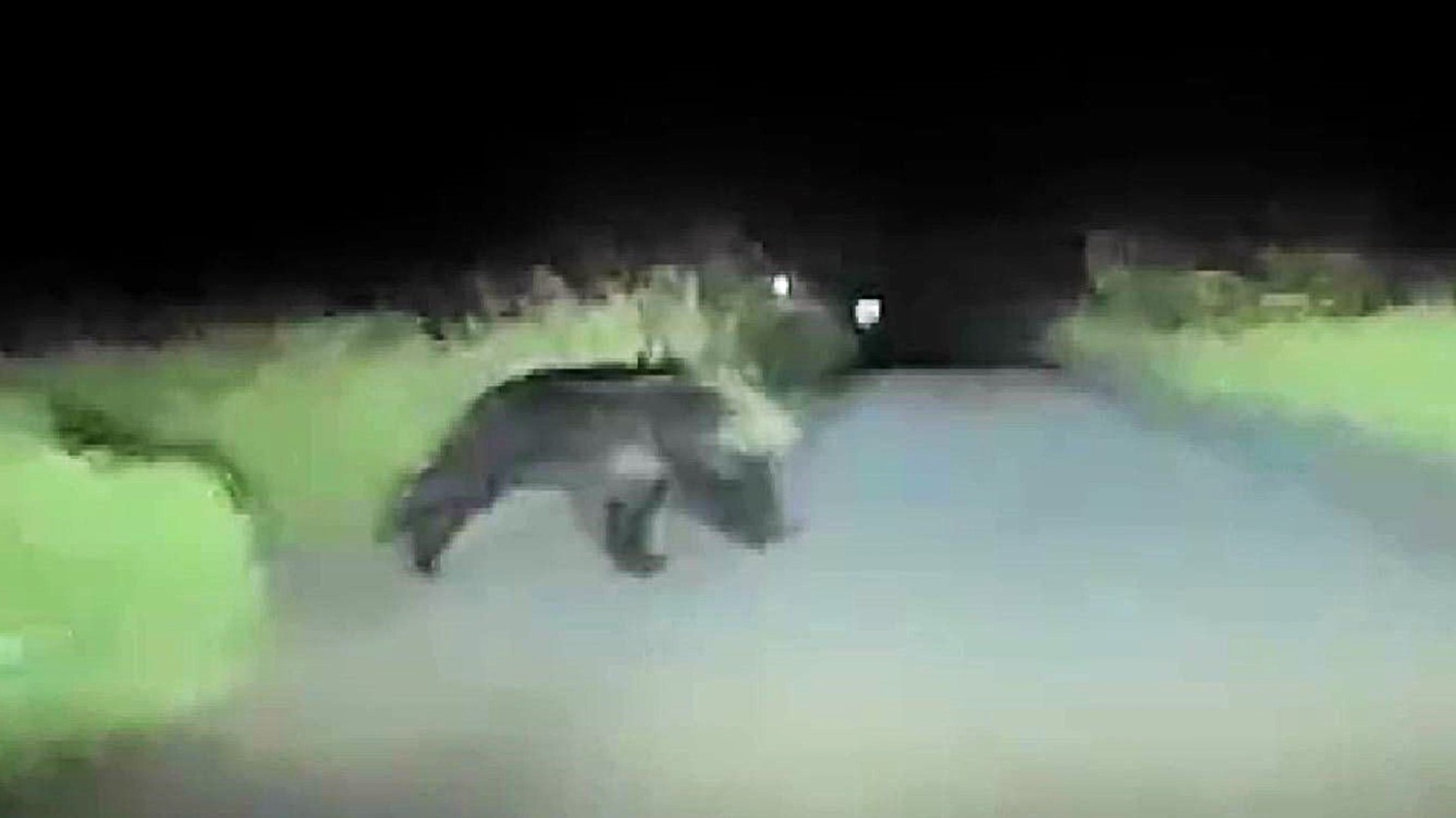 突然クマが飛び出し道路を横断(撮影:視聴者)