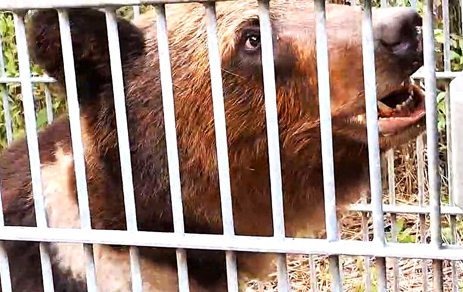 箱わなでとらえられたクマ(提供:北海道猟友会砂川市部)