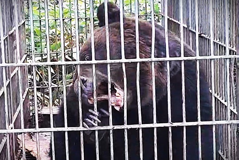 捕獲されたヒグマ（提供：北海道猟友会砂川市部）