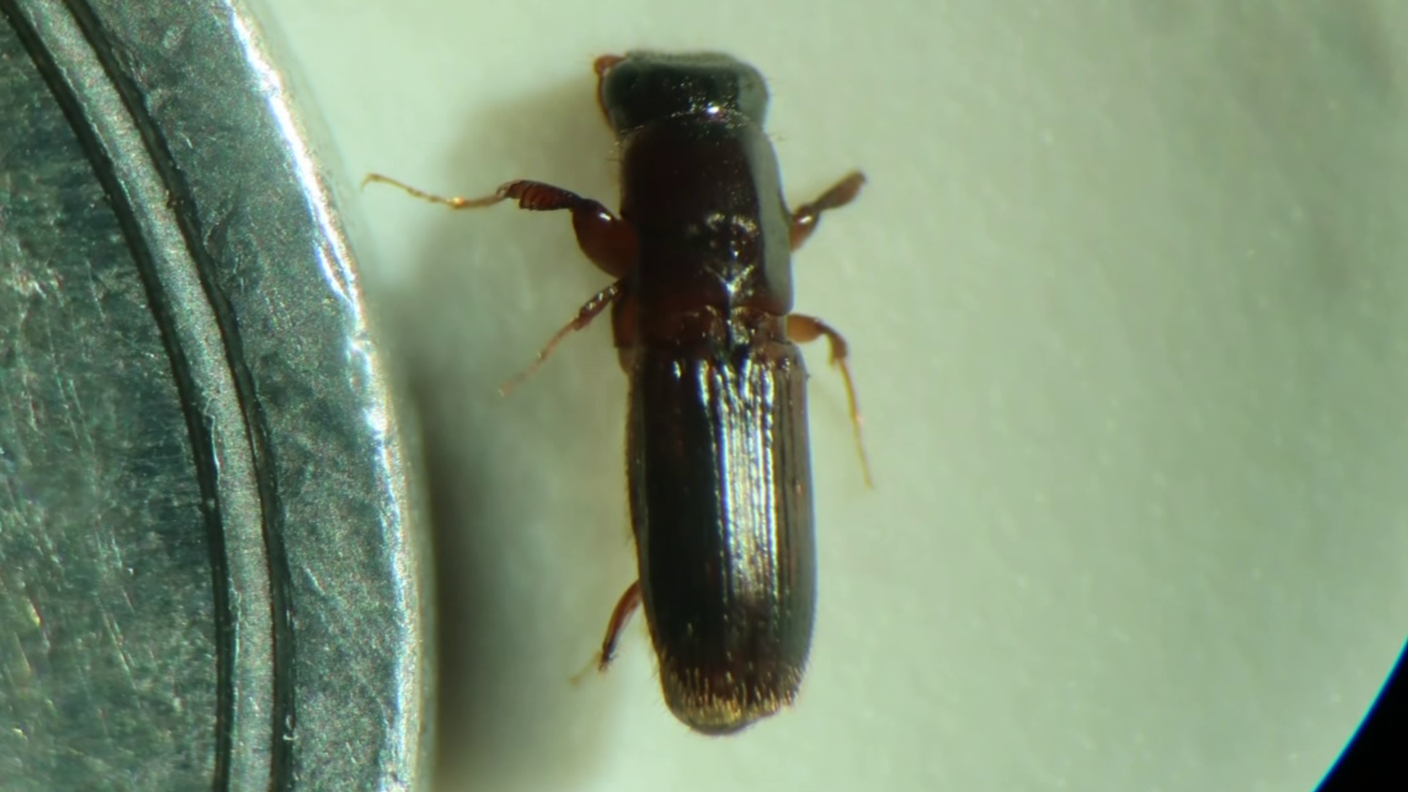 カシノナガキクイムシ