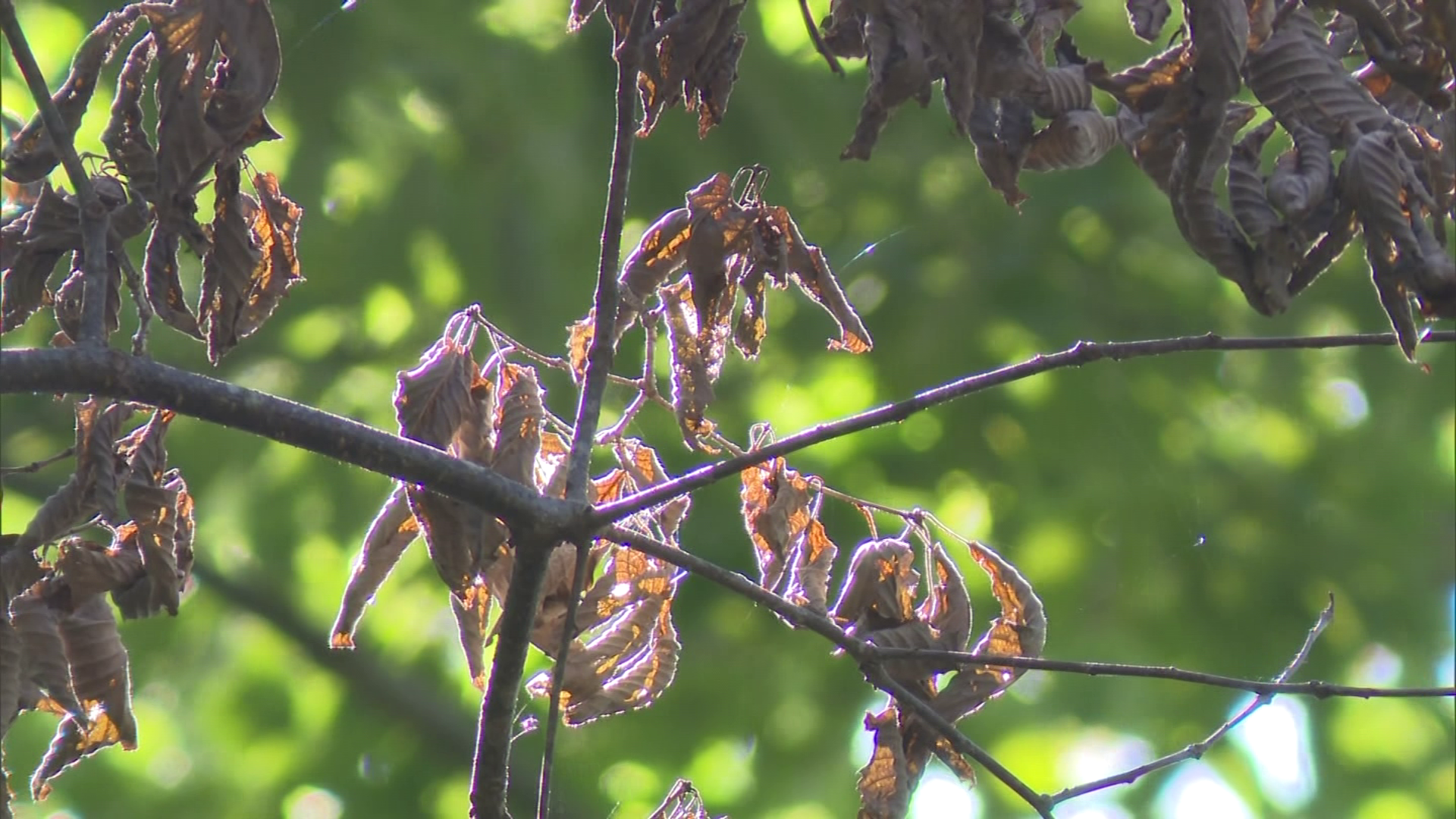 葉っぱが枯れてしまったコナラの木