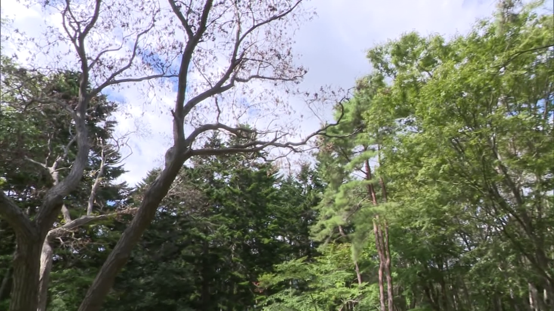 「ナラ枯れ」が進むと倒木の恐れも