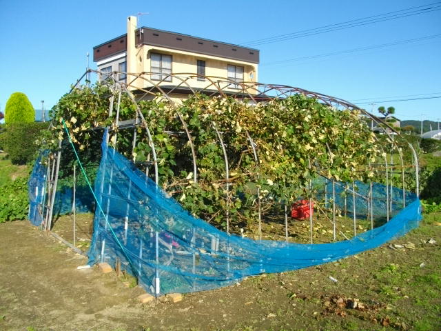 被害があった畑（提供：北海道警）