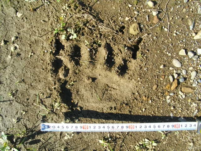 クマの足跡（提供：北海道警）