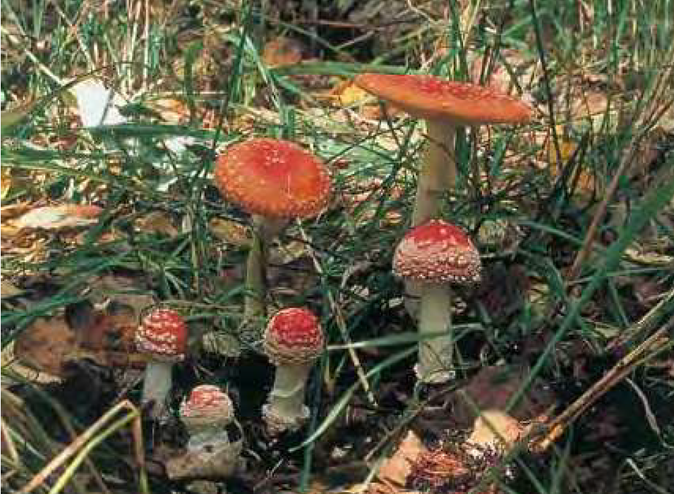 毒キノコのベニテングダケ（野や山のきのこハンドブックより）