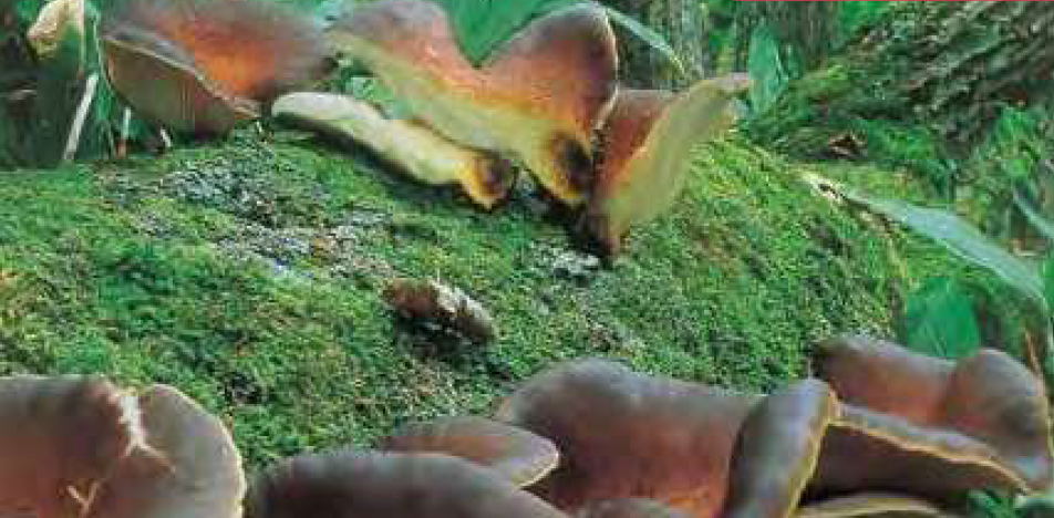 毒キノコのツキヨタケ（野や山のきのこハンドブックより）